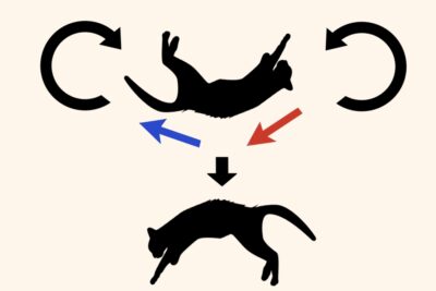 バター猫のパラドックス とは 永久機関のイグノーベル賞をわかりやすく解説 ズノウライフ